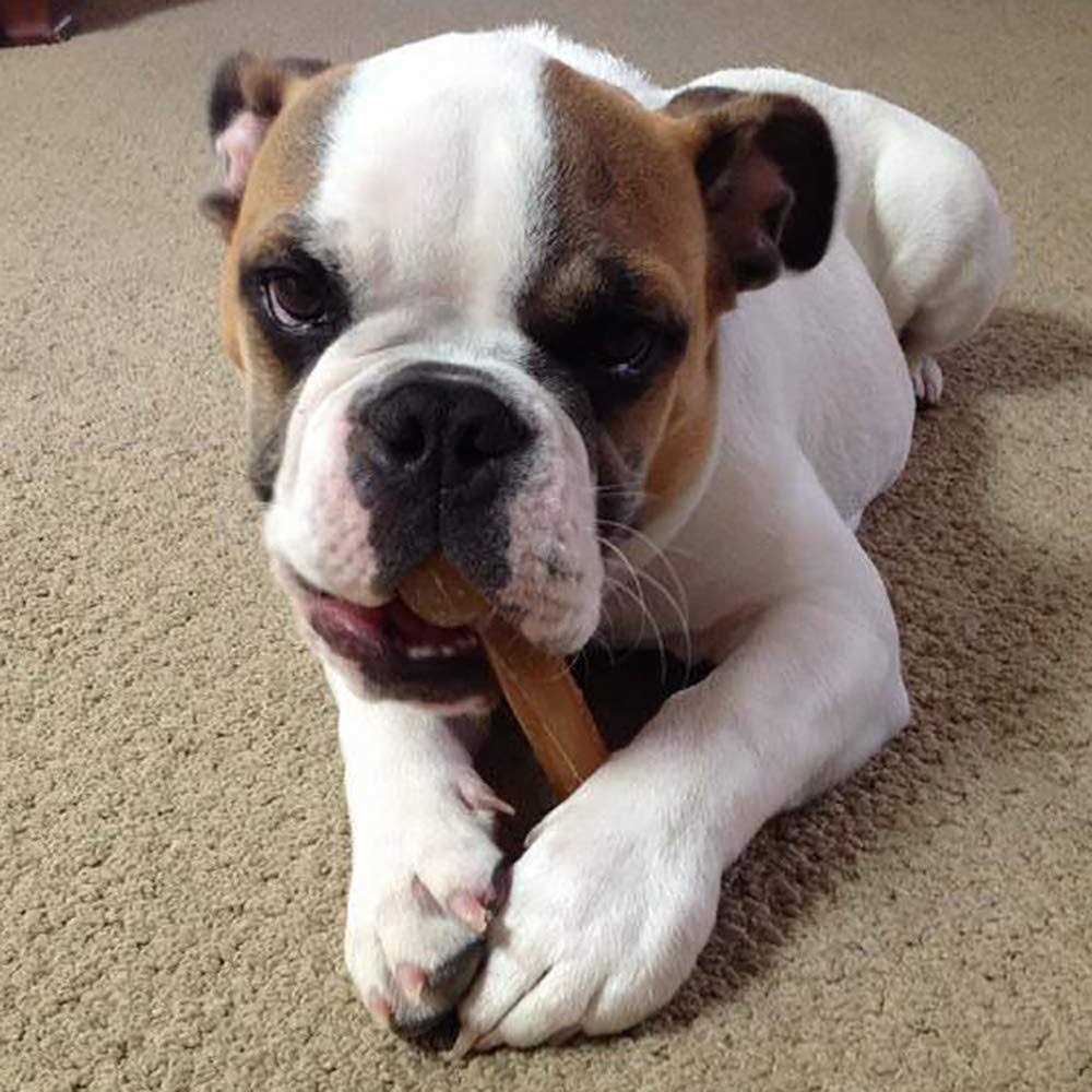 Dog Chew Bone Y449191