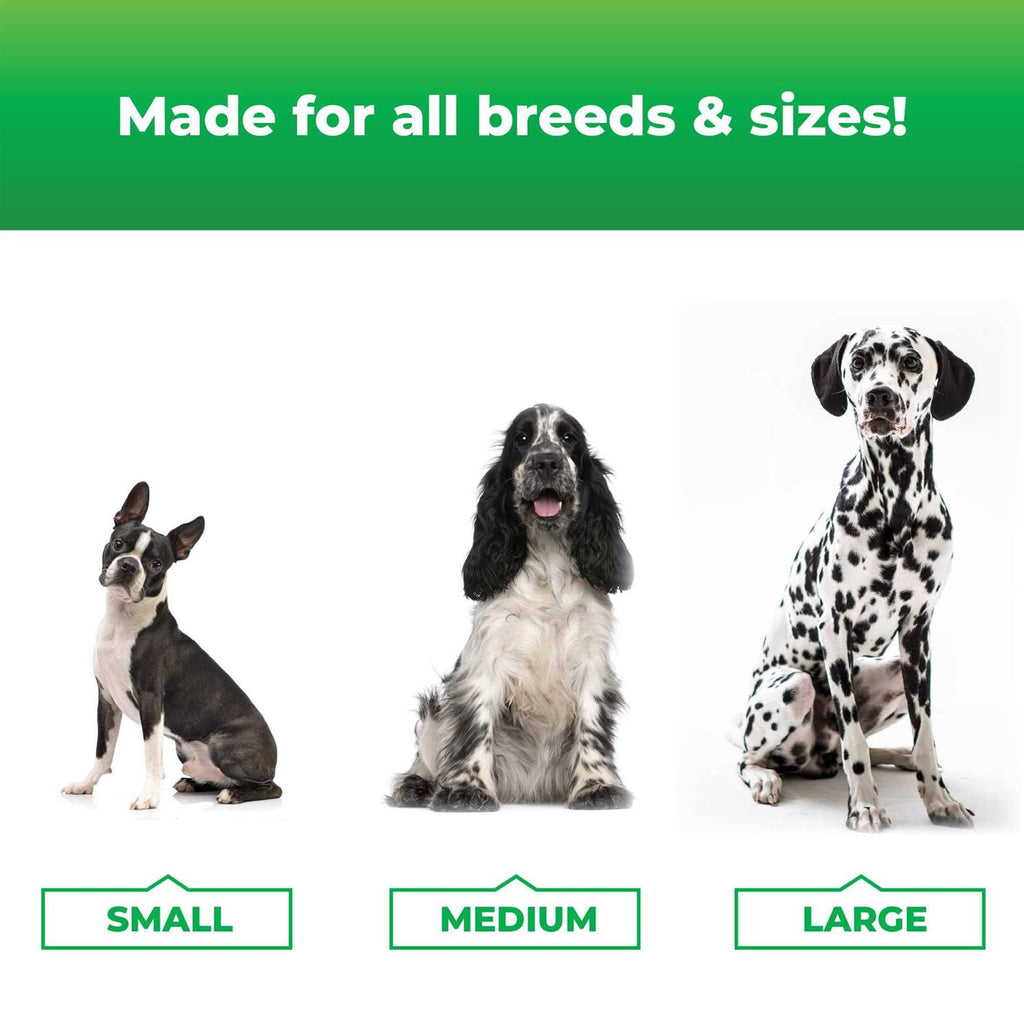 Dogs P3691