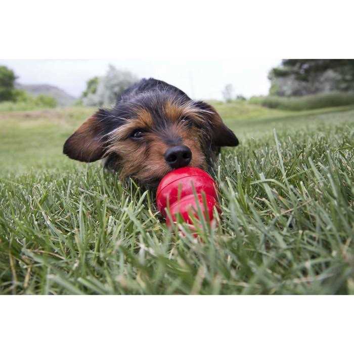 Pet Supplies Y938187