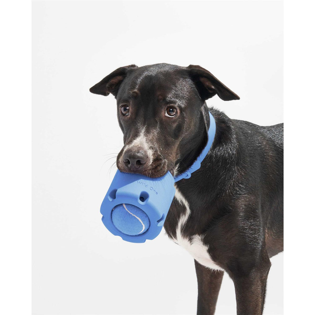 Tennis Dog Toy G343674