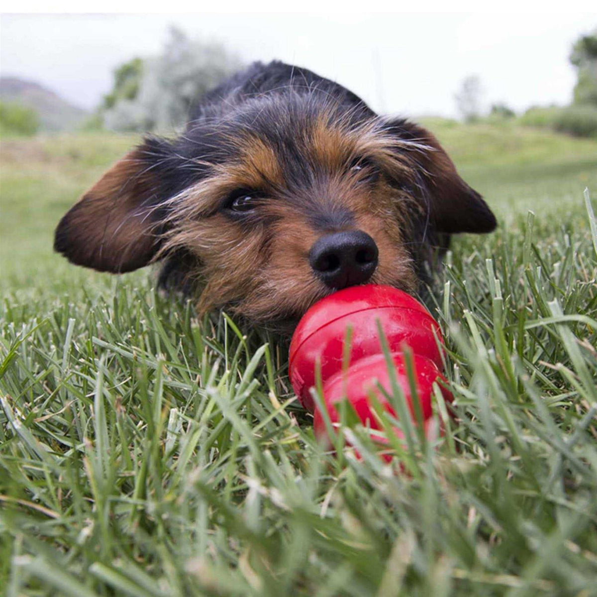 Pet Supplies Y938187