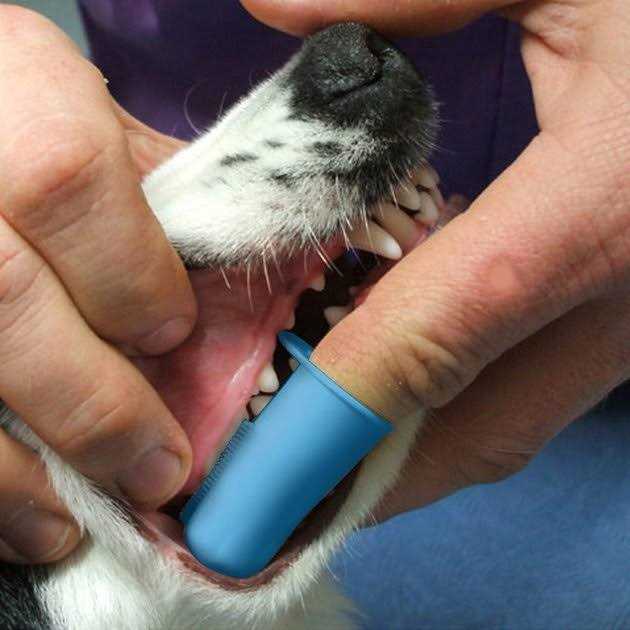 Dog & Cat Finger Toothbrush W614974